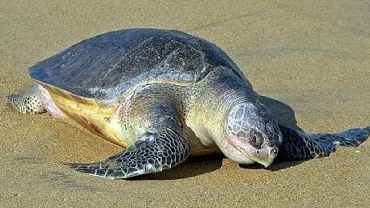 10 Fakta Menarik Mengenai Lepidochelys olivacea Atau Penyu Lekang yang Langka 