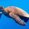 20 Fakta Menarik Tentang Chelonia mydas, Penyu Hijau yang Bisa Menjelajah Seluruh Lautan di Dunia 