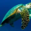 Fakta Menarik Tentang Eretmochelys imbricata, Penyu Sisik yang Langka 