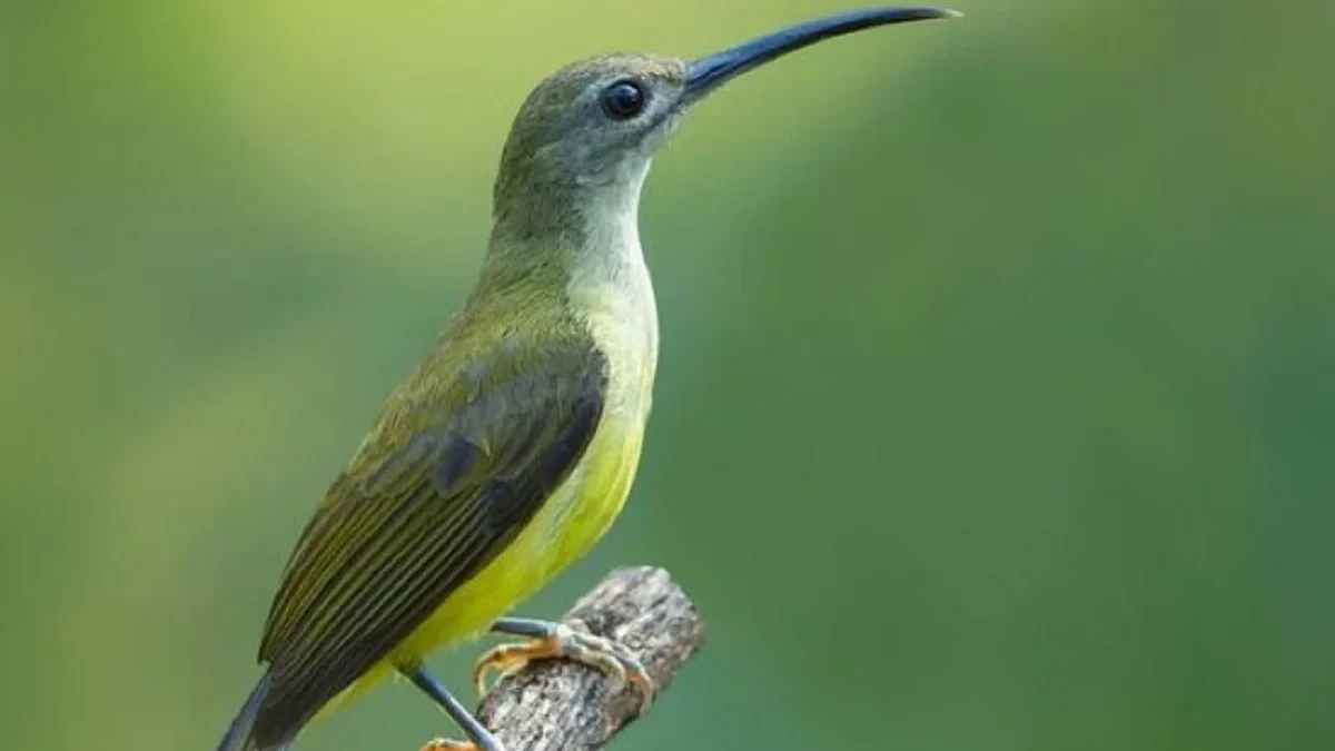 8 Fakta Mengenai Burung Arachnothera longirostra atau Burung Malar Hijau yang Sangat Unik dan Suka Menyedot Ne