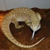 5 Fakta Menarik Tentang Savannah Monitor, Jenis Biawak yang Berasal dari Afrika 