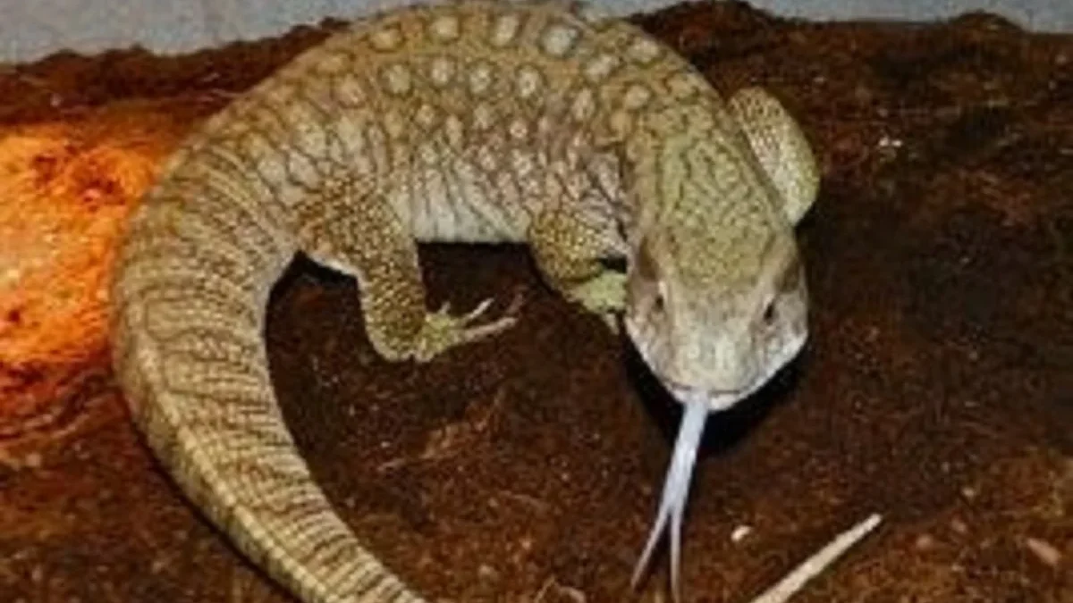 5 Fakta Menarik Tentang Savannah Monitor, Jenis Biawak yang Berasal dari Afrika 