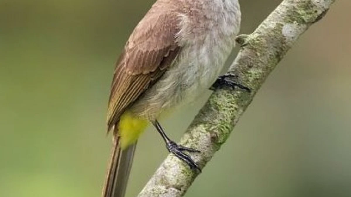 16 Fakta Mengenai Burung Trucuk Kebo, Burung yang Memiliki Kicauan yang Sangat Merdu 