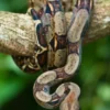 Fakta Menarik Tentang Ular Boa constrictor, Jenis Ular Boa yang Biasa dipelihara 