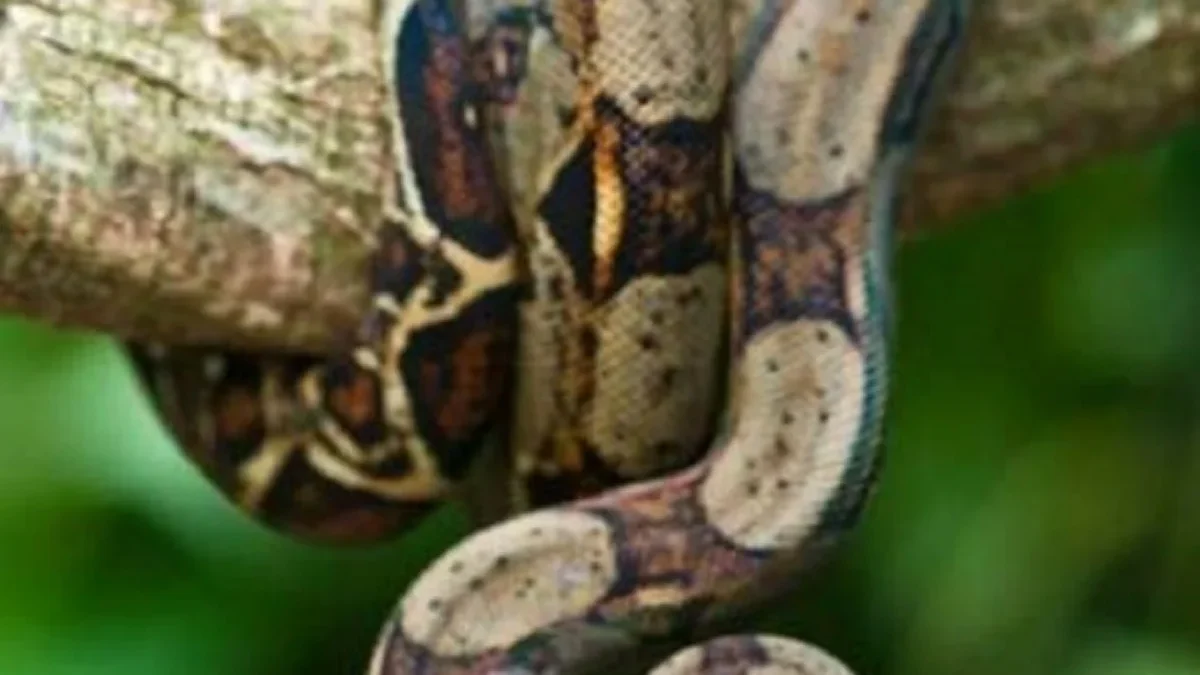 Fakta Menarik Tentang Ular Boa constrictor, Jenis Ular Boa yang Biasa dipelihara 