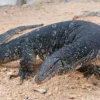 6 Fakta Menarik Tentang Varanus salvator atau Biawak