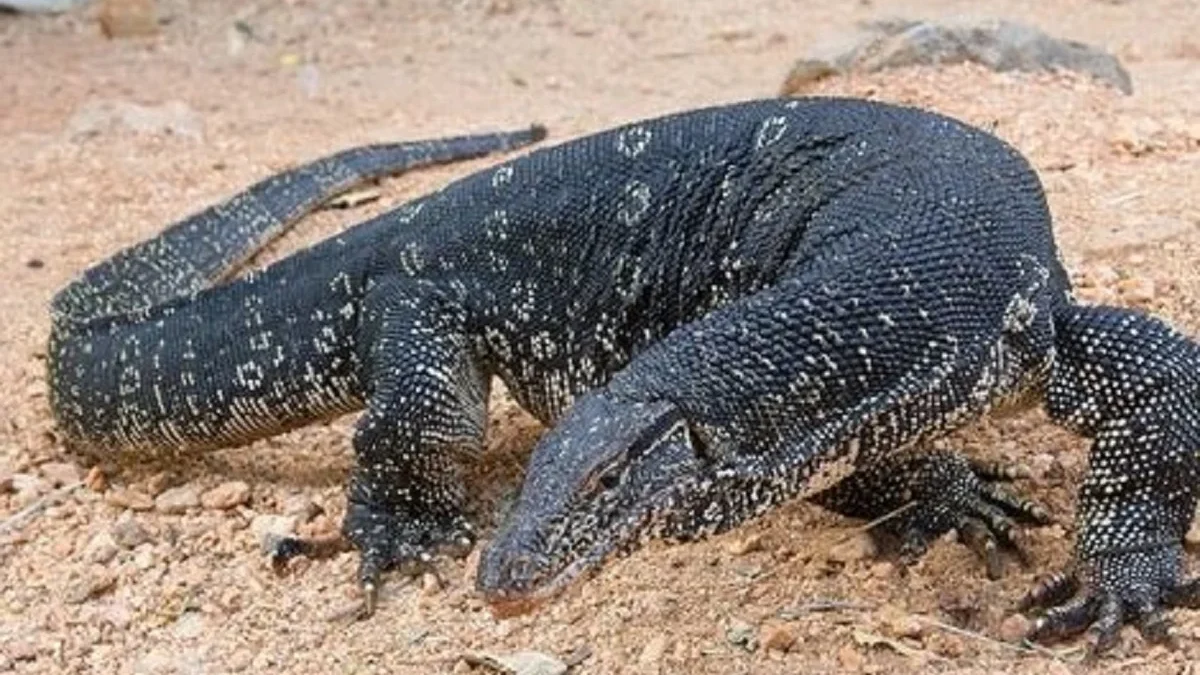 6 Fakta Menarik Tentang Varanus salvator atau Biawak