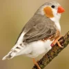 9 Fakta Menarik Tentang Burung Zebra Finch, Burung Pipit yang Sangat Eksotis 