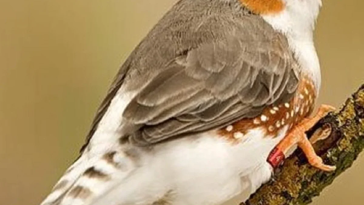 9 Fakta Menarik Tentang Burung Zebra Finch, Burung Pipit yang Sangat Eksotis 