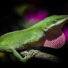 7 Fakta Menarik tentang Hewan Anole Jenis Kadal benua Amerika