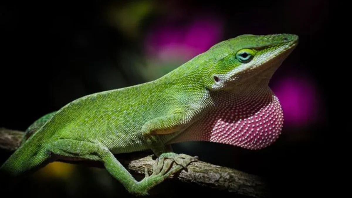 7 Fakta Menarik tentang Hewan Anole Jenis Kadal benua Amerika