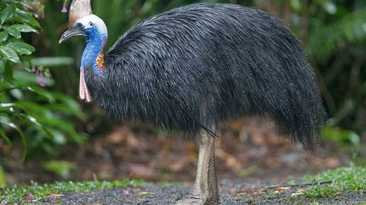 Mengenal Burung Kasuari yang Memiliki helm di Kepala