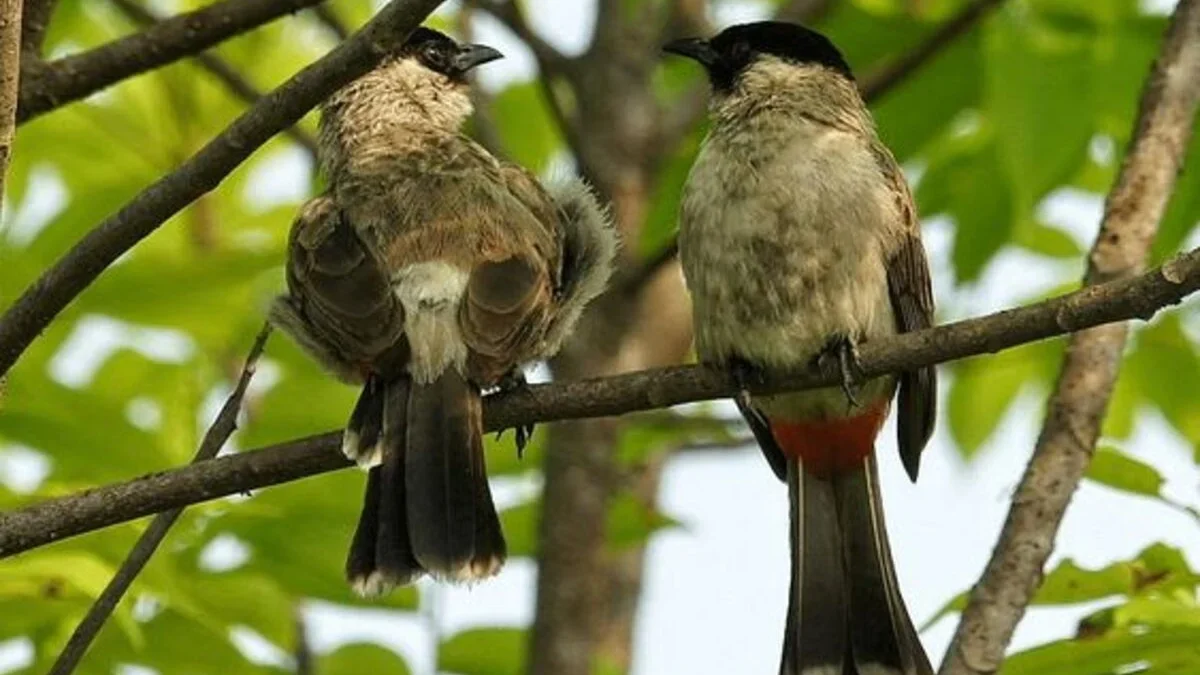 Manfaat Memelihara Burung Kutilang: Bahagia dan Kurangi Stres