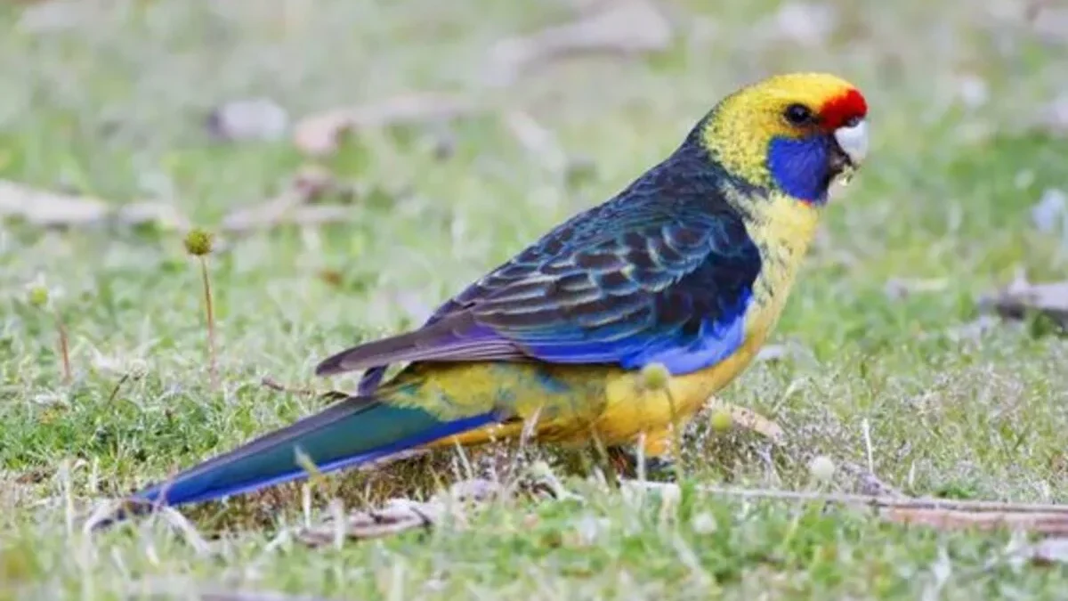 Habitat dan Persebaran Burung Rosella Hijau di Pulau Jawa