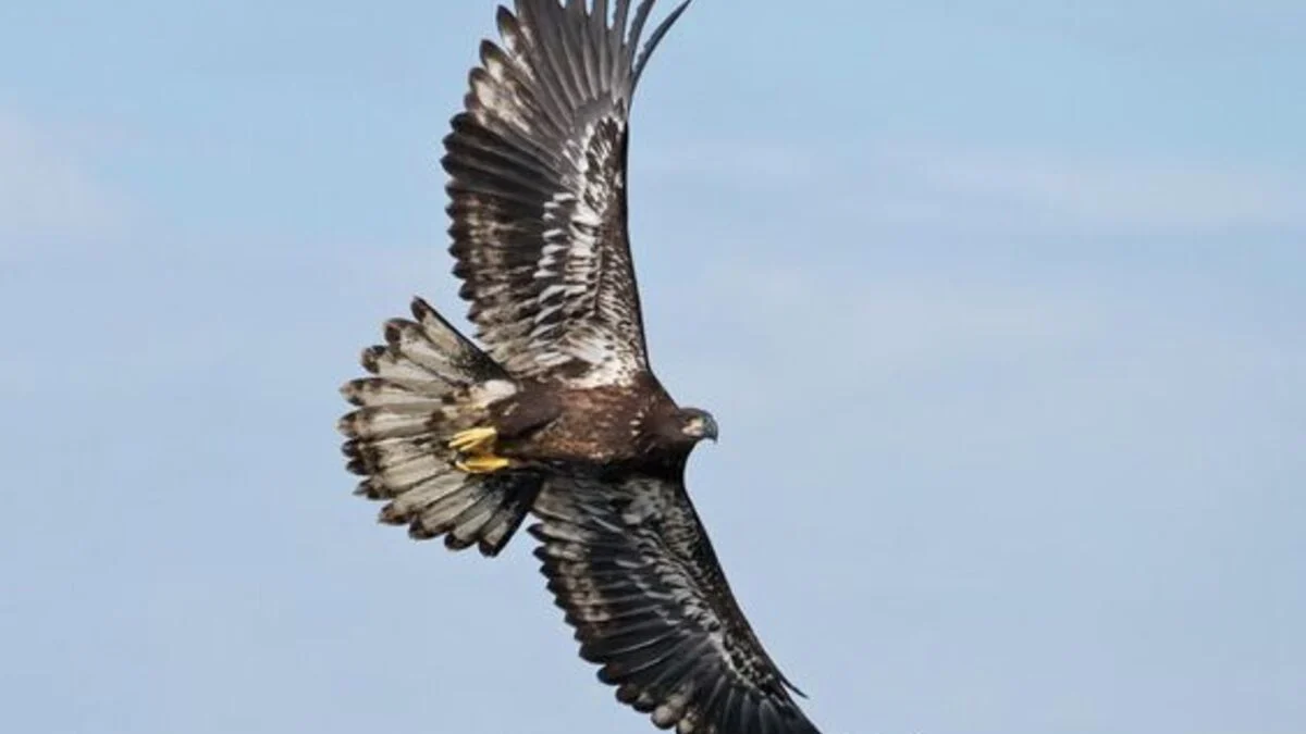 Keunikan Burung Rajawali Totol: Fakta Menarik yang Perlu Anda Ketahui