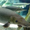 5 Jenis Ikan Alligator Gar, Jenis Ikan yang Memiliki Moncong Mirip Buaya 