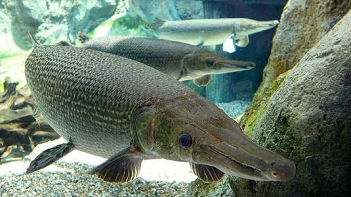 5 Jenis Ikan Alligator Gar, Jenis Ikan yang Memiliki Moncong Mirip Buaya 