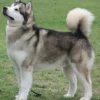 5 Fakta Menarik Tentang Anjing Alaskan Malamute, Anjing yang Biasanya Menjadi Penarik Kereta Salju 