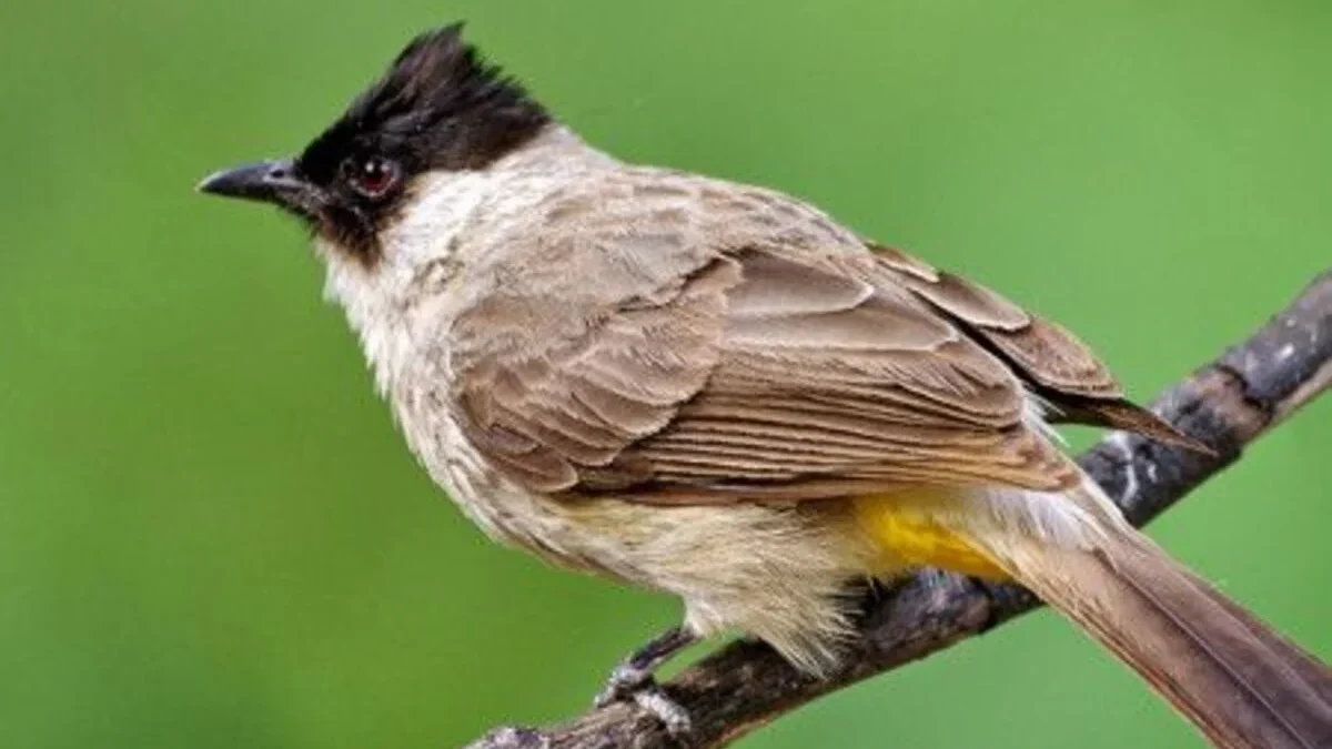 Burung Kutilang: Karakteristik, Penyebaran, dan Habitat