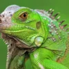 5 Fakta Tentang Iguana Hijau, Jenis Reptil yang Biasanya Menjadi Hewan Peliharaan 