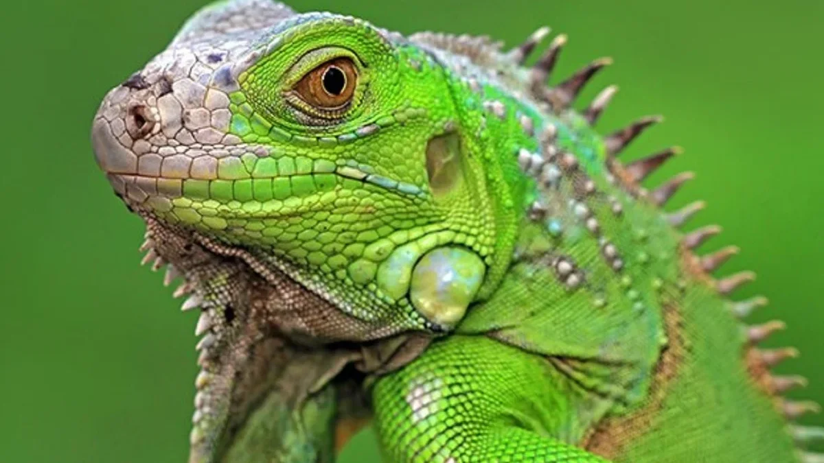 5 Fakta Tentang Iguana Hijau, Jenis Reptil yang Biasanya Menjadi Hewan Peliharaan 