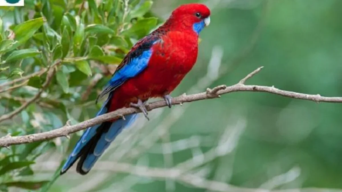 Keunikan Burung Rosella Merah: Warna dan Karakteristiknya