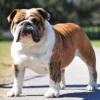 5 Fakta Menarik Tentang Anjing Bulldog, Anjing yang Sangat Ramah 