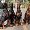 5 Jenis Anjing yang Sangat Berbahaya Bagi Manusia, Apabila Tidak Dijaga Dengan Baik