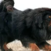 5 Fakta Menarik Tentang Anjing Tibetan Mastiff, Anjing yang Memiliki Surai Seperti Singa 