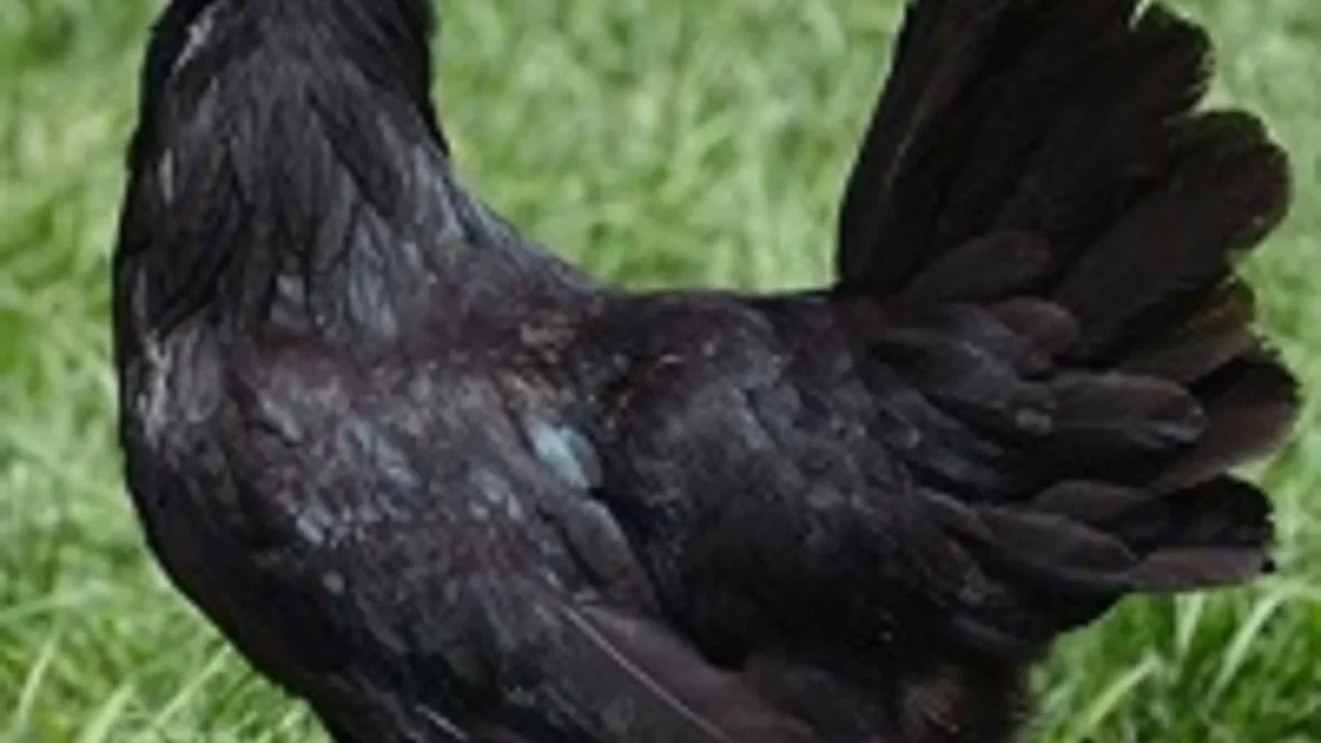 9 Fakta Menarik Ayam Cemani, Ayam yang Warna Badanya Hitam Semua 