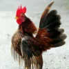 5 Fakta Menarik Tentang Ayam Serama, Ayam Kecil Namun Sangat Anggun 