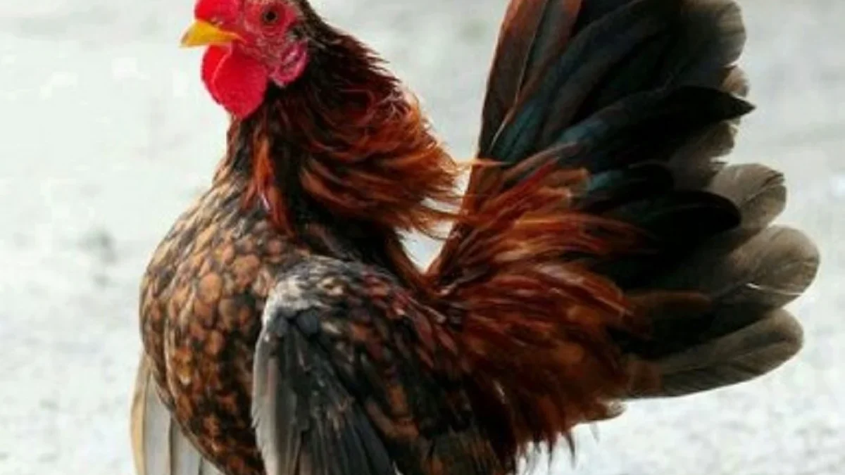 5 Fakta Menarik Tentang Ayam Serama, Ayam Kecil Namun Sangat Anggun 