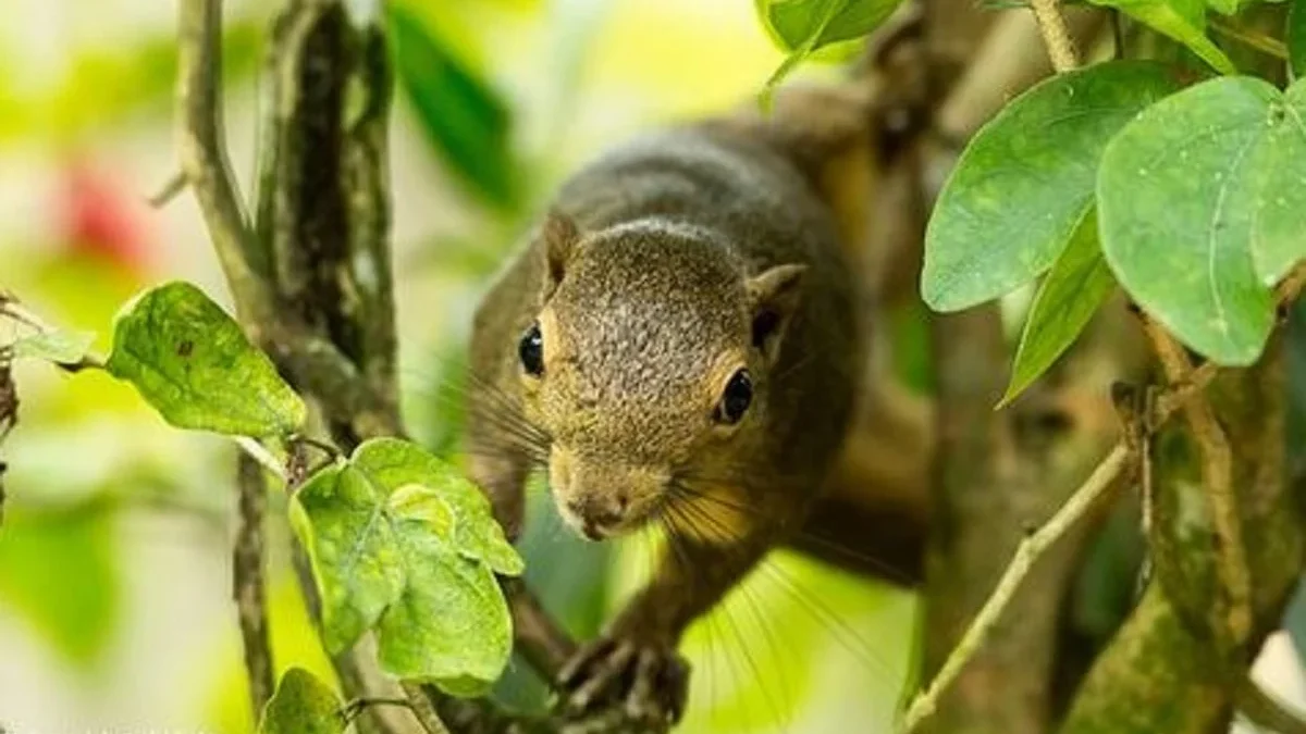 5 Fakta Menarik Tentang Callosciurus Notatus atau Bajing yang Kerap Kita Lihat di Pohon Kelapa 