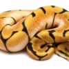 5 Varietas Ular Ball Python yang Sangat Eksotic 