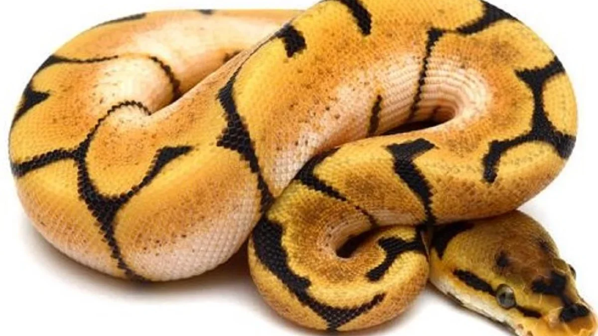 5 Varietas Ular Ball Python yang Sangat Eksotic 