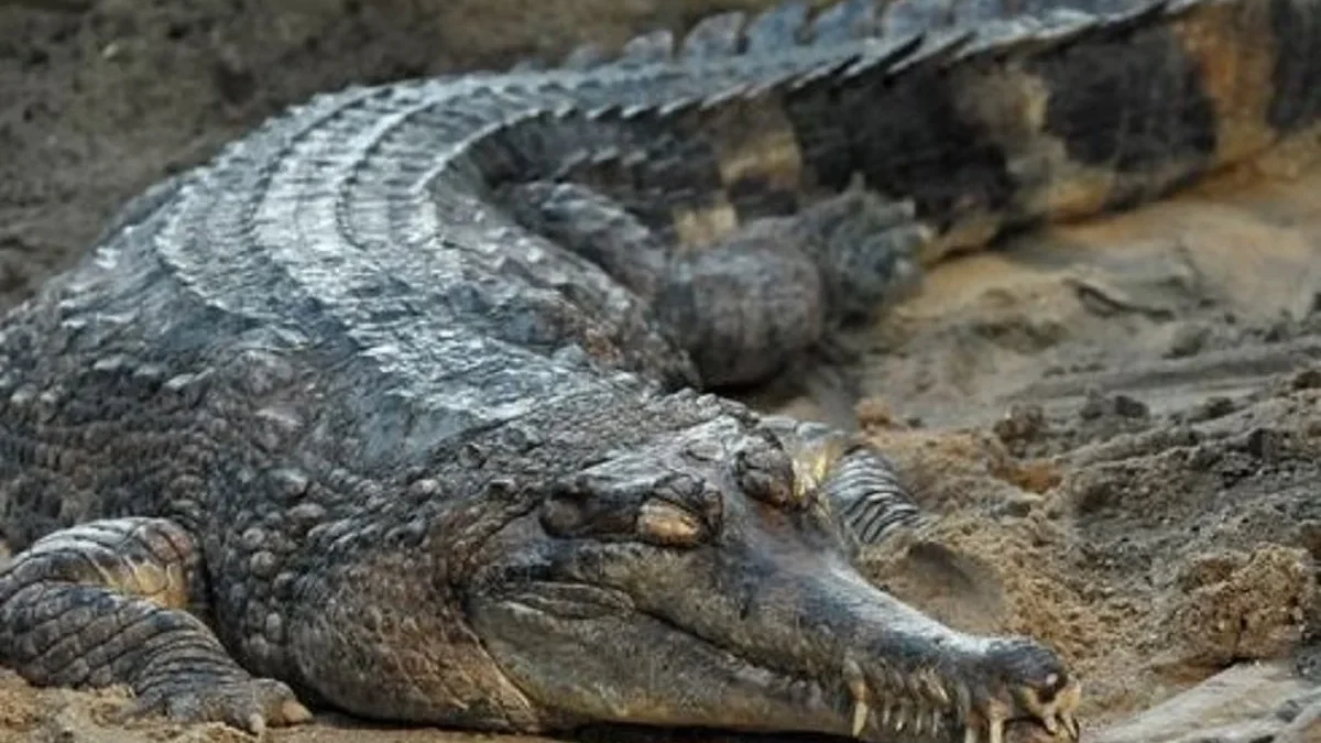 5 Fakta Menarik Buaya Senyulong, Buaya yang Memiliki Telur Terbesar, Jenis Buaya Pemakan Ikan, Juga Meninggalk