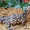 5 Fakta Menarik Tentang Dwarf Caiman, Jenis Caiman Terkecil di Dunia 