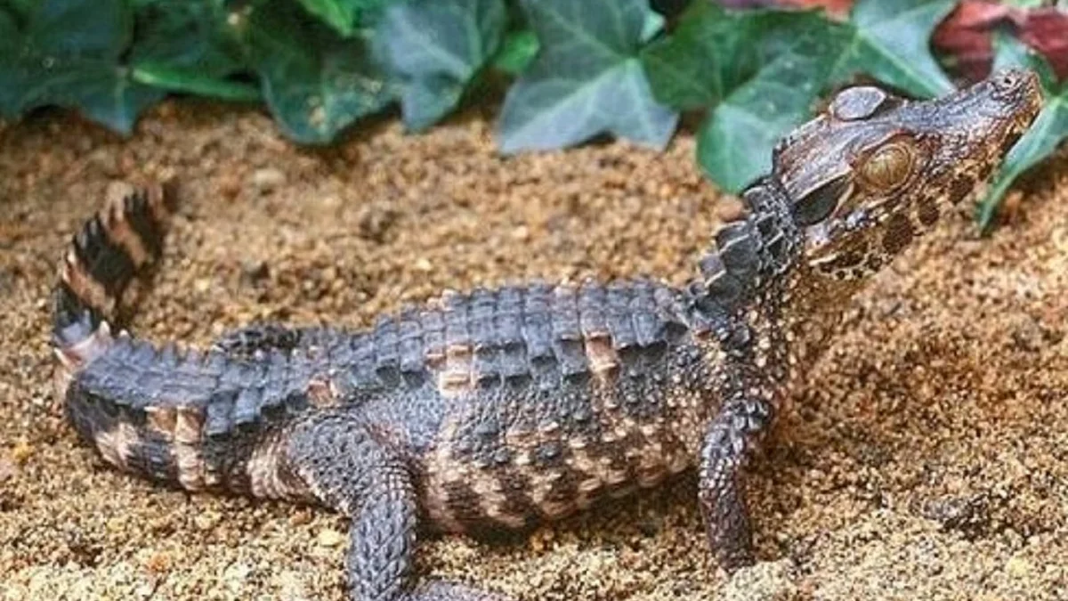 5 Fakta Menarik Tentang Dwarf Caiman, Jenis Caiman Terkecil di Dunia 