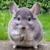 5 Fakta Menarik Tentang Chinchilla, Hewan Peliharaan yang Sangat Lucu Sekali 