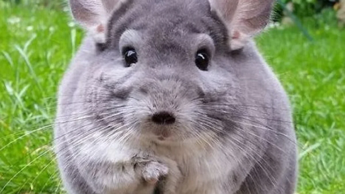 5 Fakta Menarik Tentang Chinchilla, Hewan Peliharaan yang Sangat Lucu Sekali 