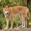 5 Fakta Menarik Tentang Dingo, Biasa Berburu Secara Berkelompok 