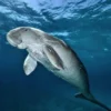 10 Fakta Menarik Tentang Dugong, Jenis Mamalia Laut yang Sangat Terancam Punah dan Sangat Langka