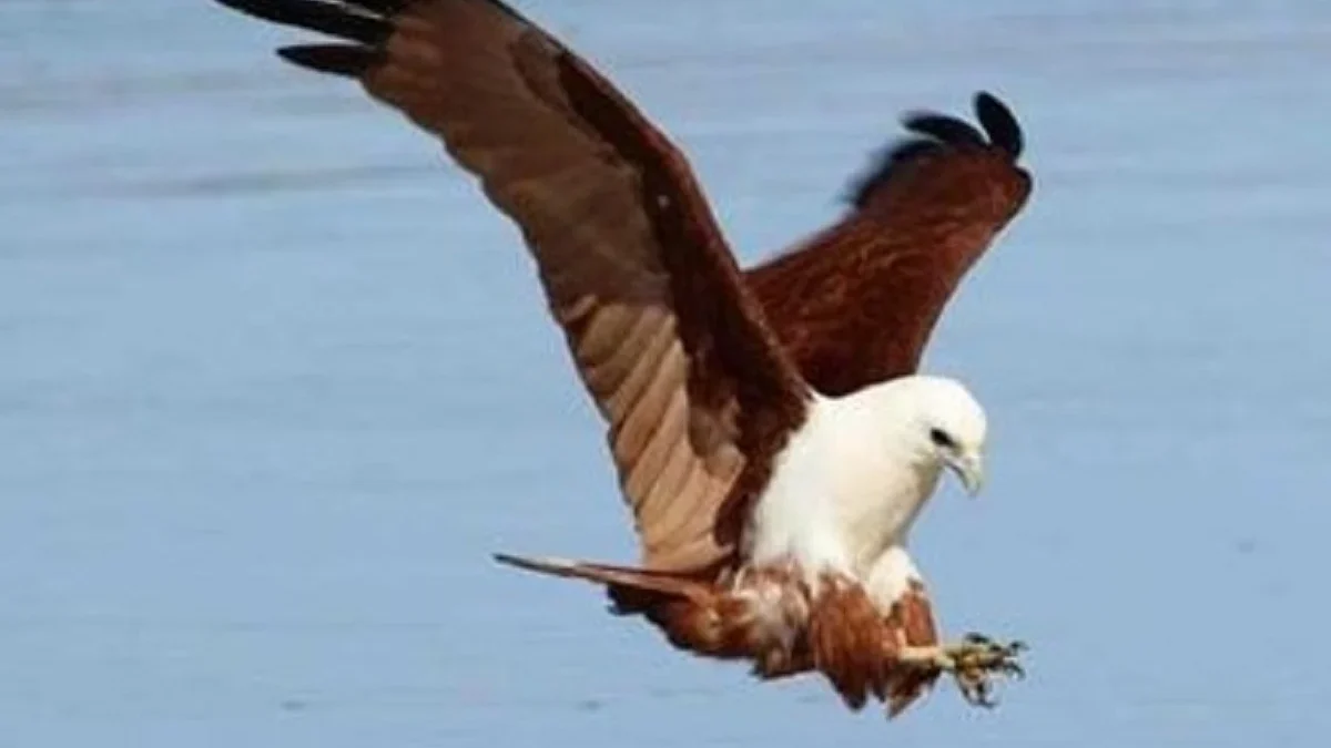 5 Fakta Mengenai Burung Elang Bondol, Si Raja Langit dari Indonesia dan Juga Penerbang yang Sangat Tangguh