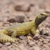 Uromastyx: Peran dalam Ekosistem Gurun dan Keseimbangan Alam