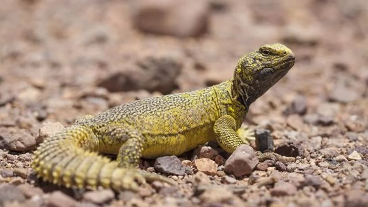 Uromastyx: Peran dalam Ekosistem Gurun dan Keseimbangan Alam