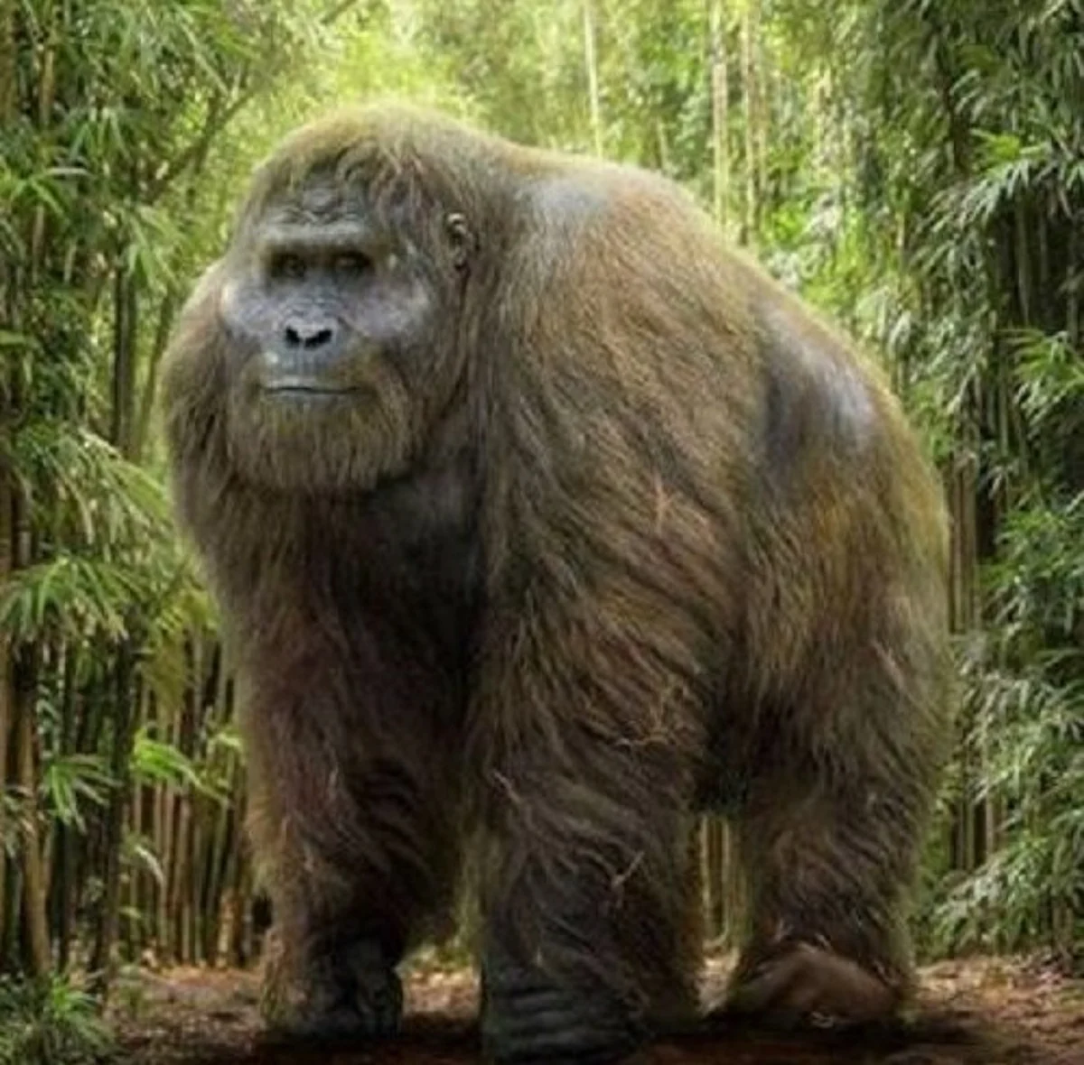 6 Fakta Menakjubkan Tentang Gigantopithecus, Primata Pra Sejarah yang ...
