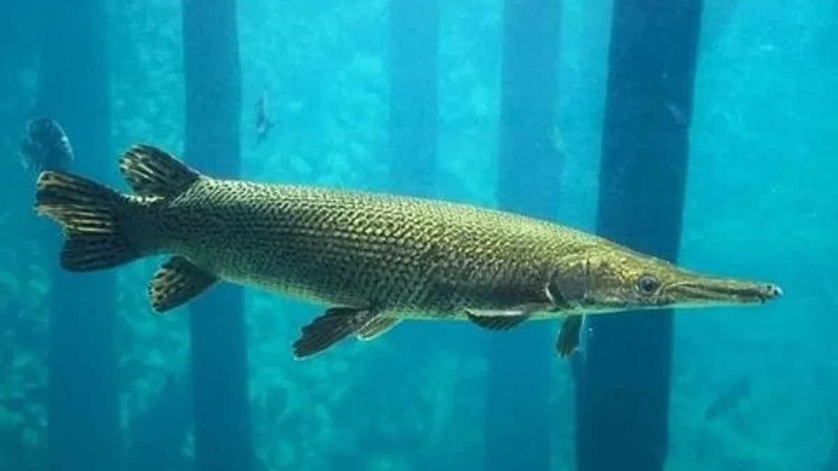 7 Hewan Unik yang Bisa di Temui di Sungai Mississippi, yang Sangat Menarik