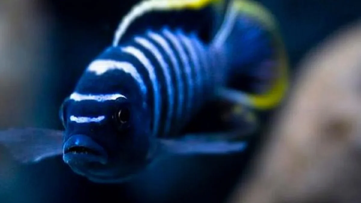 8 Jenis Ikan Cichlid Afrika yang Sangat Cocok Untuk Aquarium Biotope Kamu agar Semakin Menarik 