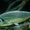 5 Fakta Menarik Tentang Ikan Hydrolycus Scomberoides, Ikan yang Memiliki Gigi yang Sangat Tajam dan Juga Menye