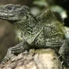 5 Fakta Menarik Tentang Hydrosaurus Weberi atau Soa Layar, Jenis Kadal yang Berasal dari Indonesia 